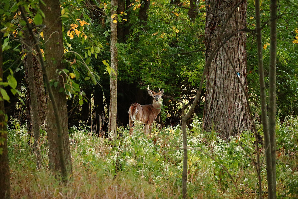 Whitetail Deer