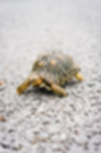Explore the joys and challenges of keeping large lizards and tortoises at home. Learn about reptile transport, tortoise relocation, and international pet travel regulations.