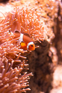 Pez Ocellaris en Bali
