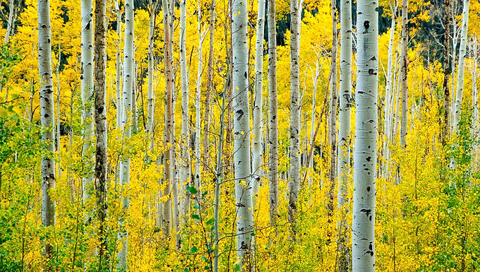 Aspen, Quaking (POPULUS TREMULOIDES)