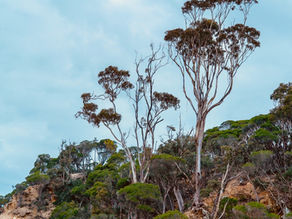 Why Should Christians Care About the Environment? 