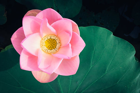 Image by Kumiko SHIMIZU