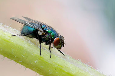Bekämpfungen von Fliegen in Pinneberg