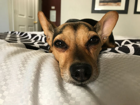 11 señales que pueden indicar que tu perro está enfermo