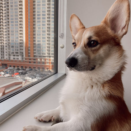 Headed Back to Work? Keep Fido Happy!