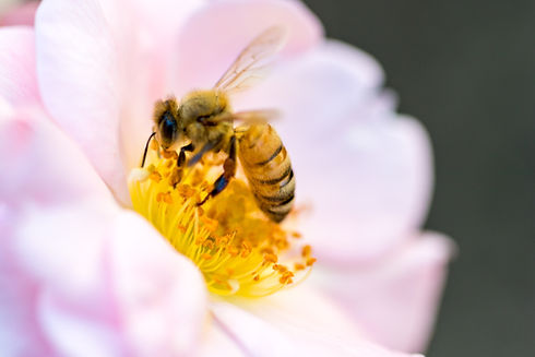 Image by Jason Leung - Bees thrive on the regenerative farm and winery in northwest Indianapolis at The Rejoicing Vine winery
