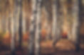 Hardwood Firewood 59901