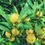 Thumbnail: Quince 'Fruit for Cheese'