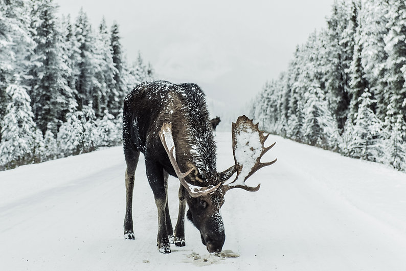 Image by Ivars Krutainis