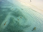 Image by Ibrahim Rifath