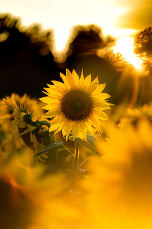 April is National Counseling Awareness Month