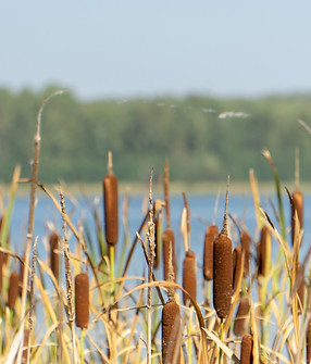 Image by Vyacheslav Makodin