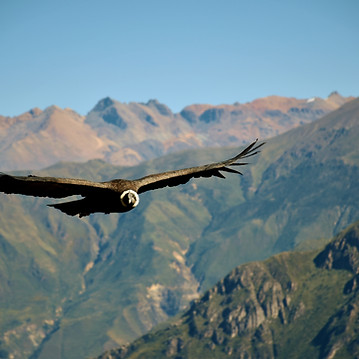Image by Jean Vella