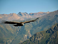 Condor Gliding