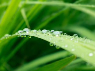 How to Take Proper Care of Your Lawn During Michigan's Dry Months with These Lawn Watering Tips