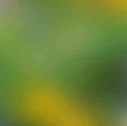 plante vivace mellifère pour jardin ami des insectes