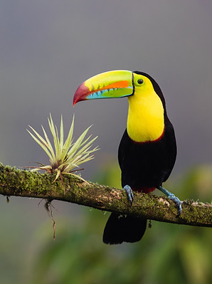 Toucan The Welcome Crew Costa Rica Travel Advisors
