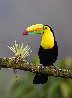 Your Education High School Exchanges destination Costa Rica