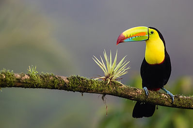 Rana Tours / Costa Rica
