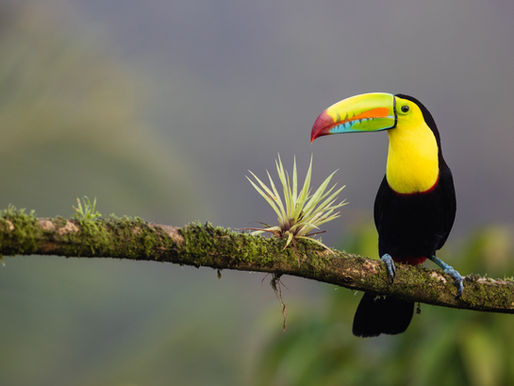 Costa Rica Seeks New Investments through Four Key Global Events in Strategic Sectors