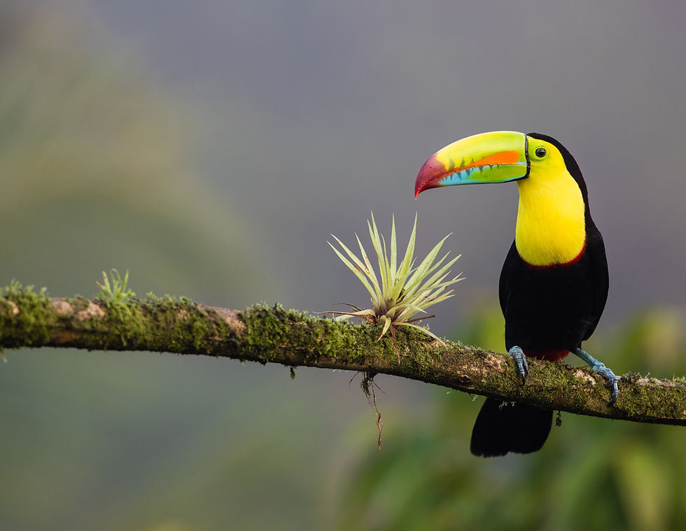 Toucan Picture