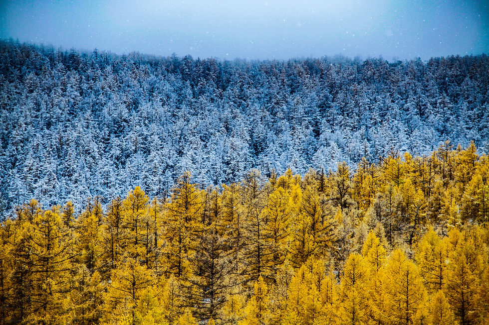 How Blockchain Technology Can Help Fight Climate Change: Harnessing the Power of Decentralization