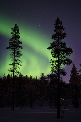Nordlichter mit Baumsilhouetten