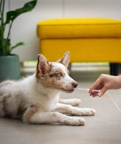 riends Of King William Animal Shelter - feeding dogs