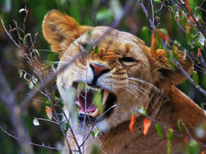 Comment trouver la meilleure compagnie de safari en Tanzanie ?
