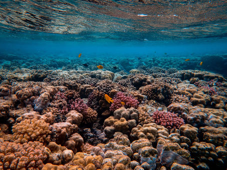World’s Largest Coral Bleaching Event Unfolds: 84% of Reefs Affected Globally in 2025