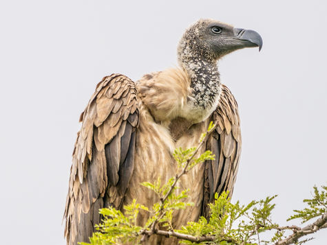 A kettle of vultures
