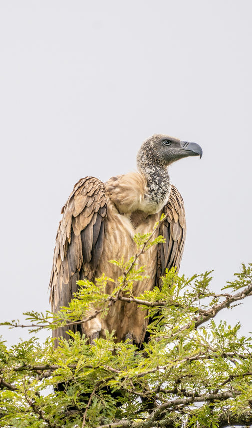 Save our Vultures!