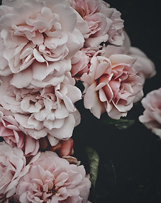 Image by Embla Munk Rynkebjerg
