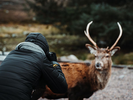 A wildlife photographer capturing a close-up shot of a deer in a natural forest setting, highlighting the interaction between photographer and subject in the wild.