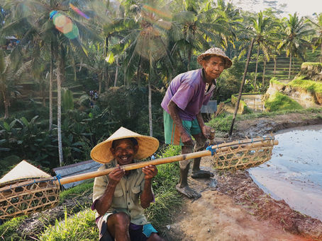 Discovering Ubud: A Journey into Tranquility