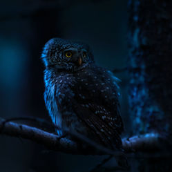 Blue Owl Capital Hits Record $12.1B Quarterly Fundraising as AI Infrastructure Boom Drives Unprecedented Growth