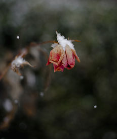 A withered pink rosebud dusted with snow hangs against a blurred dark green background, evoking a sense of quiet melancholy.
