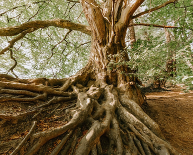 Image by Felix Mittermeier