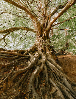Image by Felix Mittermeier