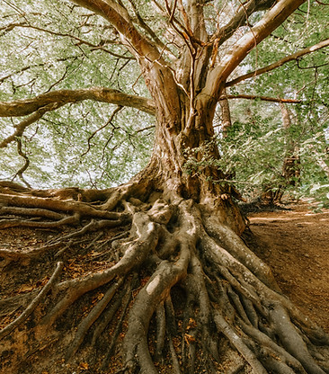 Image by Felix Mittermeier
