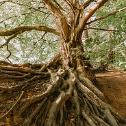 Image by Felix Mittermeier