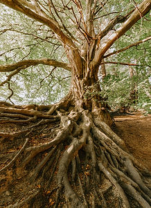 Image by Felix Mittermeier