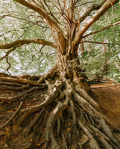 Image by Felix Mittermeier