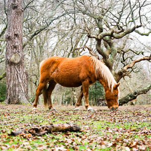 Wild pony grazing in the New Forest