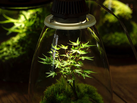 🌱 Growing Around Grief: How Loss Changes Us