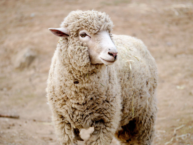 Australian Merino sheep