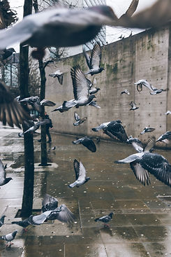 Image by Fraser Cottrell