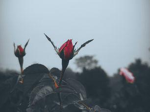 The Power of Bismillah: Can Words Change the Molecular Structure?