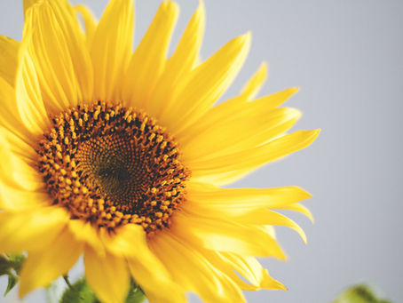 How We Grew a 10-Foot Sunflower