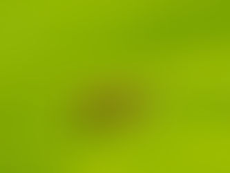 Close-up of a brown ant on a vibrant green leaf, showcasing its detail and texture, set against a blurred leafy background.